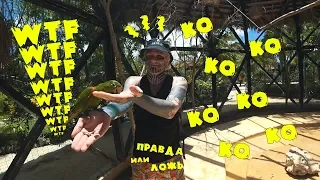 #4 VLOG: Толкают кокаин в доминикане #Зоопарк #Авария на мопеде