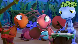 Showtime  | 😄🐜| Antiks Adventures - Joey and Boo's Playtime