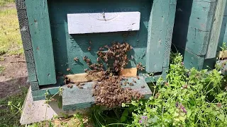 Méhek a lódarázs ellen