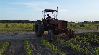 Plowing corn!