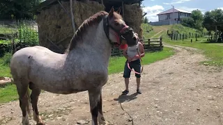 Коні Ваговози. Заїхали до дядька Юри в гості.Чудове Карпатське господарство.Вівці в Карпатах🔥🔥🔥