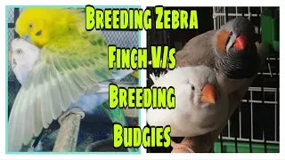 Breeding Budgies V/s Breeding Zebra Finches || All About Pets (Hindi)