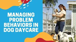 Managing Problem Behaviors in Dog Daycare