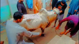 first Cow Qurbani of bakra Eid 2022 at Pakistan media today Cattle market Karachi Pakistan