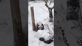 Enjoying the ice | Panda is Rolling down in snowy hill | Best Panda video #Short