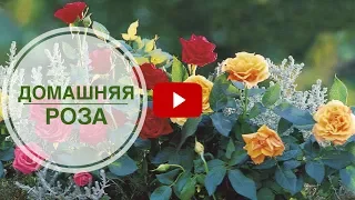 Домашняя роза 🌺 Посадка в открытый грунт ➡ Можно ли? 🌺 Полезные советы от hitsadTV