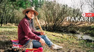 Pakari - Wonderful sounds of Andean Native flutes 🦅