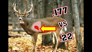 .177 & .22 Pellet Gun vs Whitetail Deer