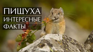 Пищуха(сеноставка) - интересные факты