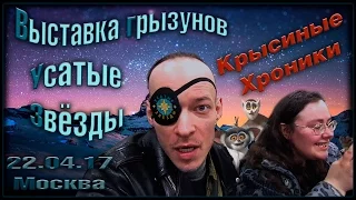 Выставка грызунов | Усатые Звезды. 22.04.17 (Fancy Rats | Декоративные крысы)