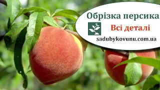 Обрізка персика на веретено. Обрізка молодих персиків до сокоруху на урожай