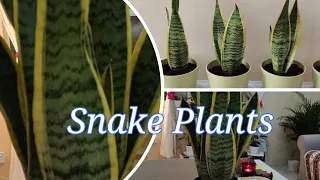 Snake plant/Repotting my Snake Plant/Sansevieria