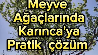 MEYVE AĞAÇLARINDA KARINCAYA PRATİK ÇÖZÜM