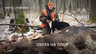 охота на лося с лайками