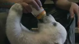 Baby polar bear learns to walk  VIDEO