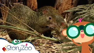 StoryZoo en Español | ¡Aprende sobre la Agouti! | Animales en el zoológico | #storyzoo