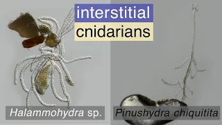 Intertitial cnidarians: Halammohydra sp. and Pinushydra chiquitita
