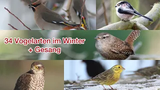 Vögel im Winter + Gesang | Chirping of Birds in the Winter + Song  #vogel