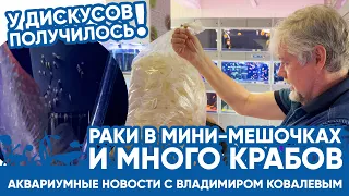 🦞 Аквариумные новости с Владимиром Ковалевым (09.06.2023). Раки в мини-мешочках, много крабов.