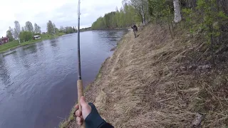 Salmon Fly fishing. "Did this just happened?" Spring flyfishing for salmon in the north of Sweden