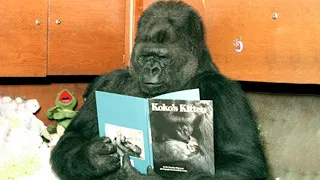 La Historia De Koko El Gorila Que Habla