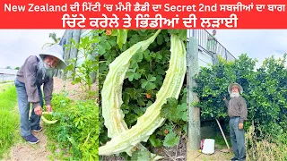 New Zealand ਦੀ ਮਿੱਟੀ ‘ਚ ਮੰਮੀ ਡੈਡੀ ਦਾ Secret 2nd ਸਬਜੀਆਂ ਦਾ ਬਾਗ || ਚਿੱਟੇ ਕਰੇਲੇ ਤੇ ਭਿੰਡੀਆਂ ਦੀ ਲੜਾਈ