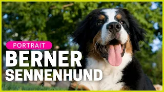 BERNER SENNENHUND | Rasseportrait | Aussehen, Charakter, Haltung & mehr!