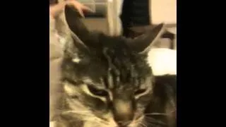 Cat forgets his tongue