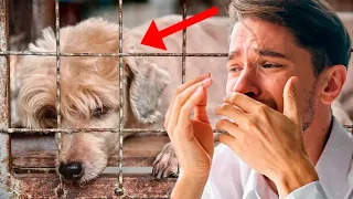 Hombre iba a devolver a su perro al refugio, pero descubrió algo inesperado que lo hace llorar.