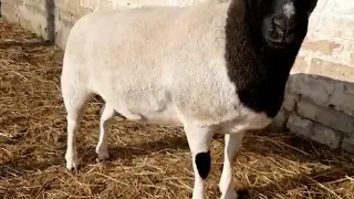 Дорпер ярочки ❤🐑