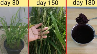 Growing black rice from seed to harvest and cooking// How to grow rice in pot