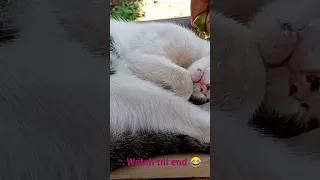 funniest cats, 😂😻 Lemon prank with 🙀