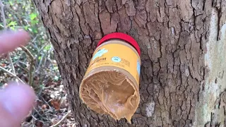 Attracting deer and squirrels with peanut butter (first try)