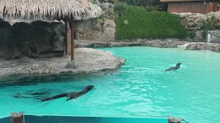 Sea lions at Siam Park, Tenerife