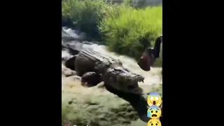 Shocking :16 foot crocodile 🐊 attacks Zookeeper During Live show crocodile attacks