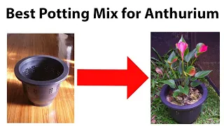 How to grow anthurium Anthurium Plant Care Tips fertilizer