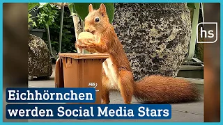 Frankfurter baut Spielzeuge für Eichhörnchen - und macht sie zu Social Media Stars | hessenschau