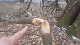 Выбираем участок для глэмпинга.