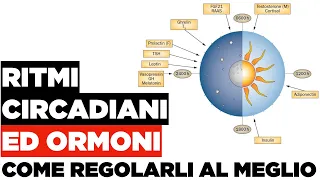 Ormoni e ritmi circadiani