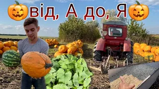 ЦЬОГО НЕ РОЗКАЖИ НІХТО🤫🎃ГАРБУЗИ ЯК БІЗНЕС💰?! МИ У СПРАВІ Гарбузоводів😅Наш досвід за рік🫣ч1