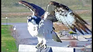 Hellgate Osprey 04 07 22 457pm Welcome back home Sweet Iris  calling out at 607pm then flew off