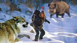 What you shouldn’t do if you come across a wolf or a wild boar!!!