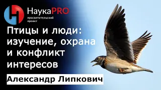 Птицы и люди: наблюдение, изучение, охрана и конфликт интересов – Александр Липкович | Научпоп