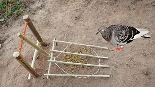 Creative Easy DIY Simple Bird Trap Using Wood Band & Rubber