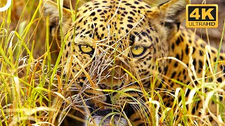 MASTERS OF DISGUISE: THE MOST TERRIFYING HUNTERS | Wildlife Documentary | 4K Animal Documentary