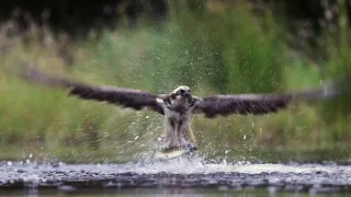 Rothimurchus Ospreys