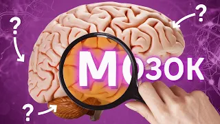 ЗНО з біології 2020: Усе про мозок за 13 хвилин