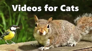 Videos for Cats to Watch - Squirrels and Birds Spectacular