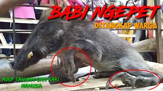 Babi Hutan Aneh | Tangan dan Kakinya mirip Manusia 😲😱