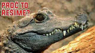 Proč se krokodýlům "vyhnula" evoluce? - Proč to řešíme? #1026